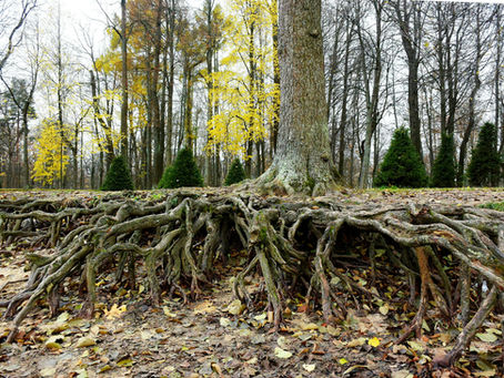 “Tree representing relationship patterns and subconscious emotional roots”