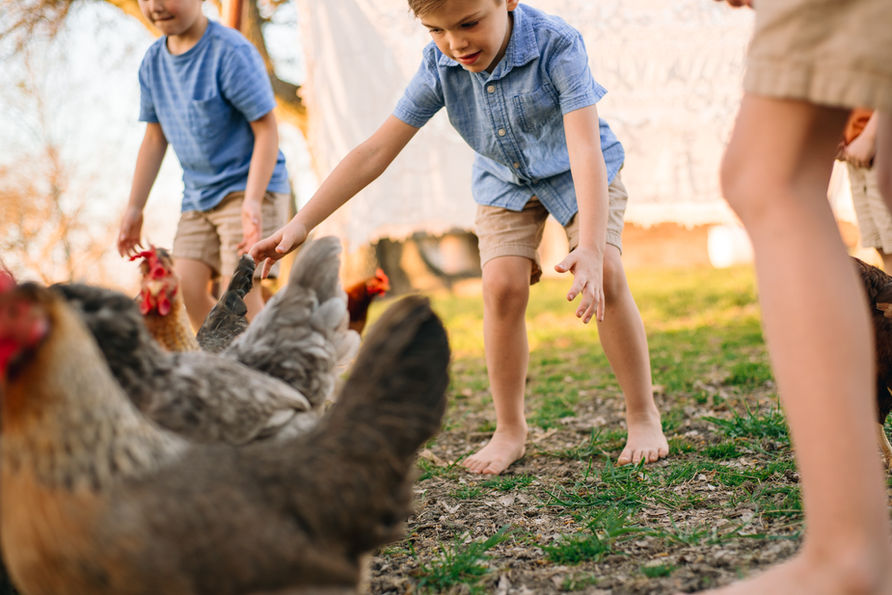 boys playing and running chasing chickens at a lifestyle session in McKinney by Sweet Country Photography