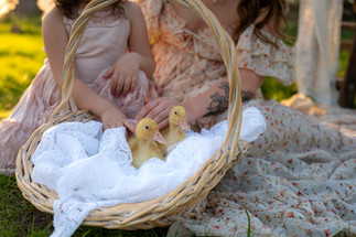 ducklings in a basket