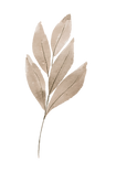 leaf icon for sweet country photoraphy in McKinney