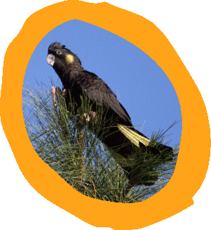 Yellow-tailed Black Cockatoo