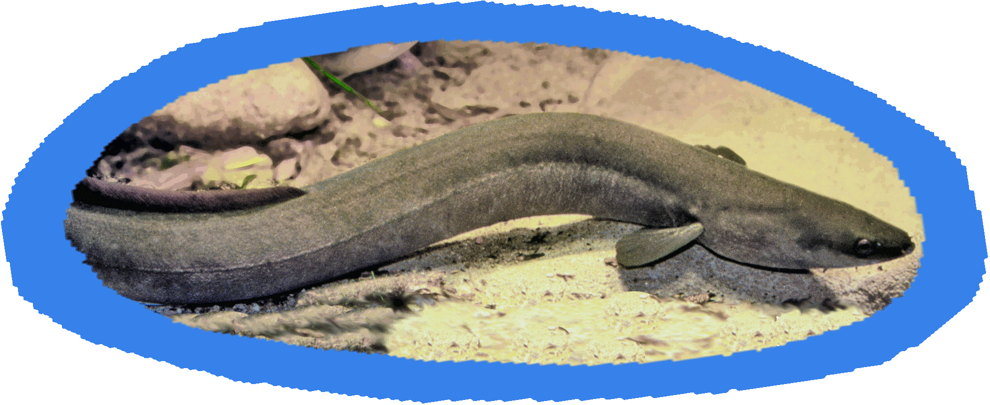 Short Finned Eel (Kooyang)