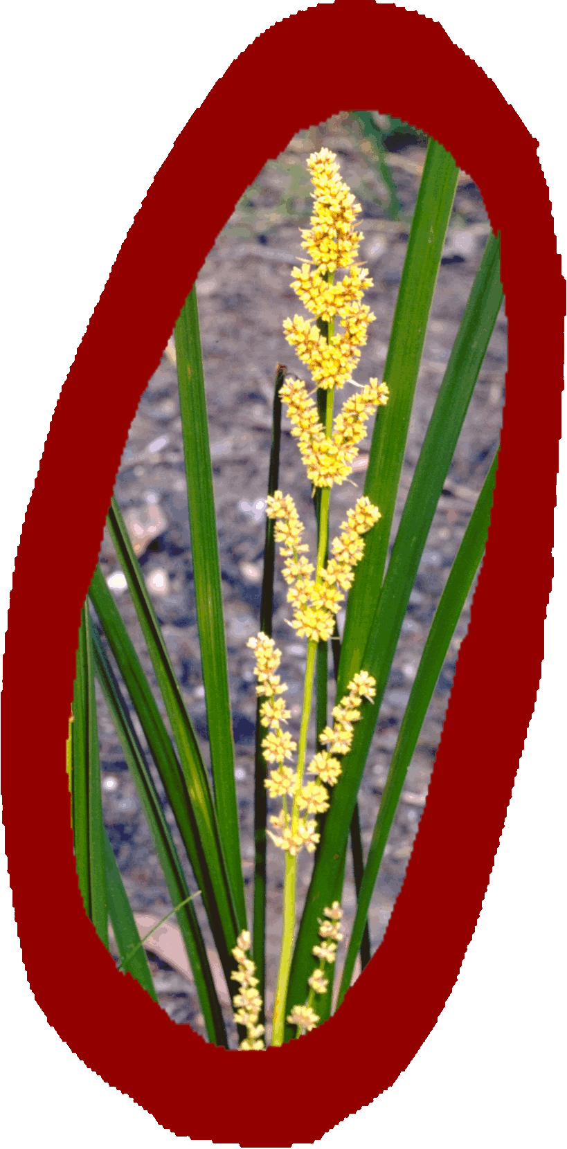 Basket Grasses