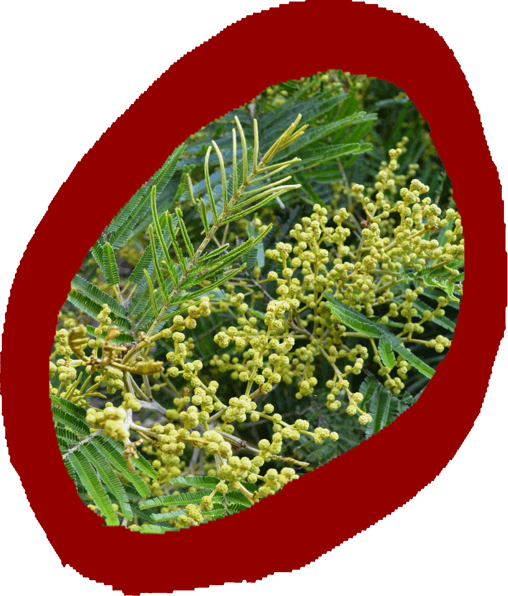 Wattles