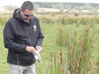 NAIDOC Week: Revegetation on Gunditjmara Mirring