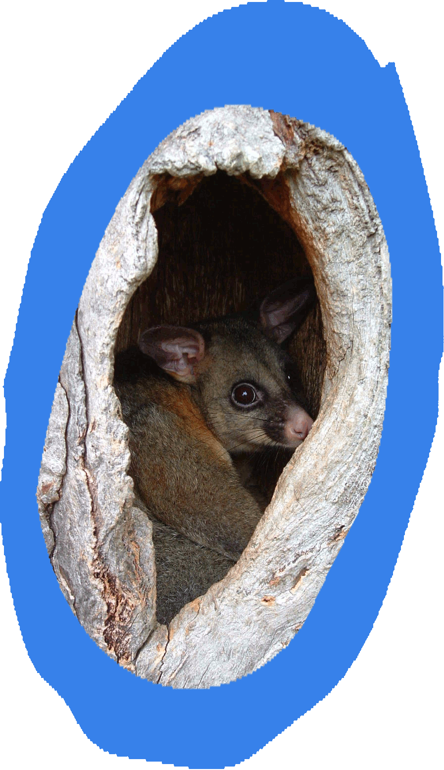 Possums and Koalas