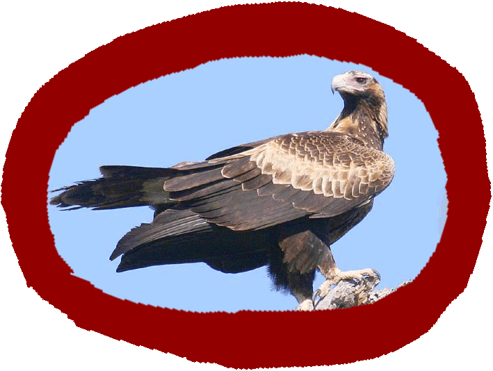 Wedge Tailed Eagel
