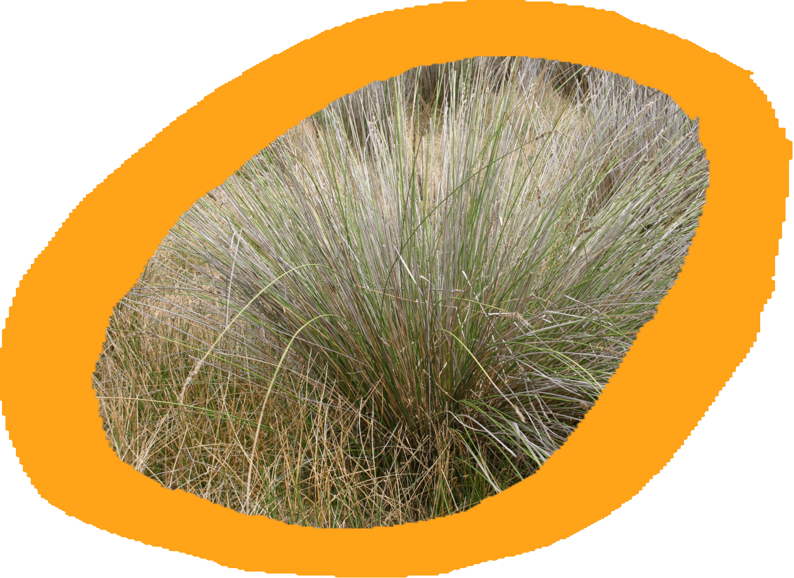 Poonyart Grass