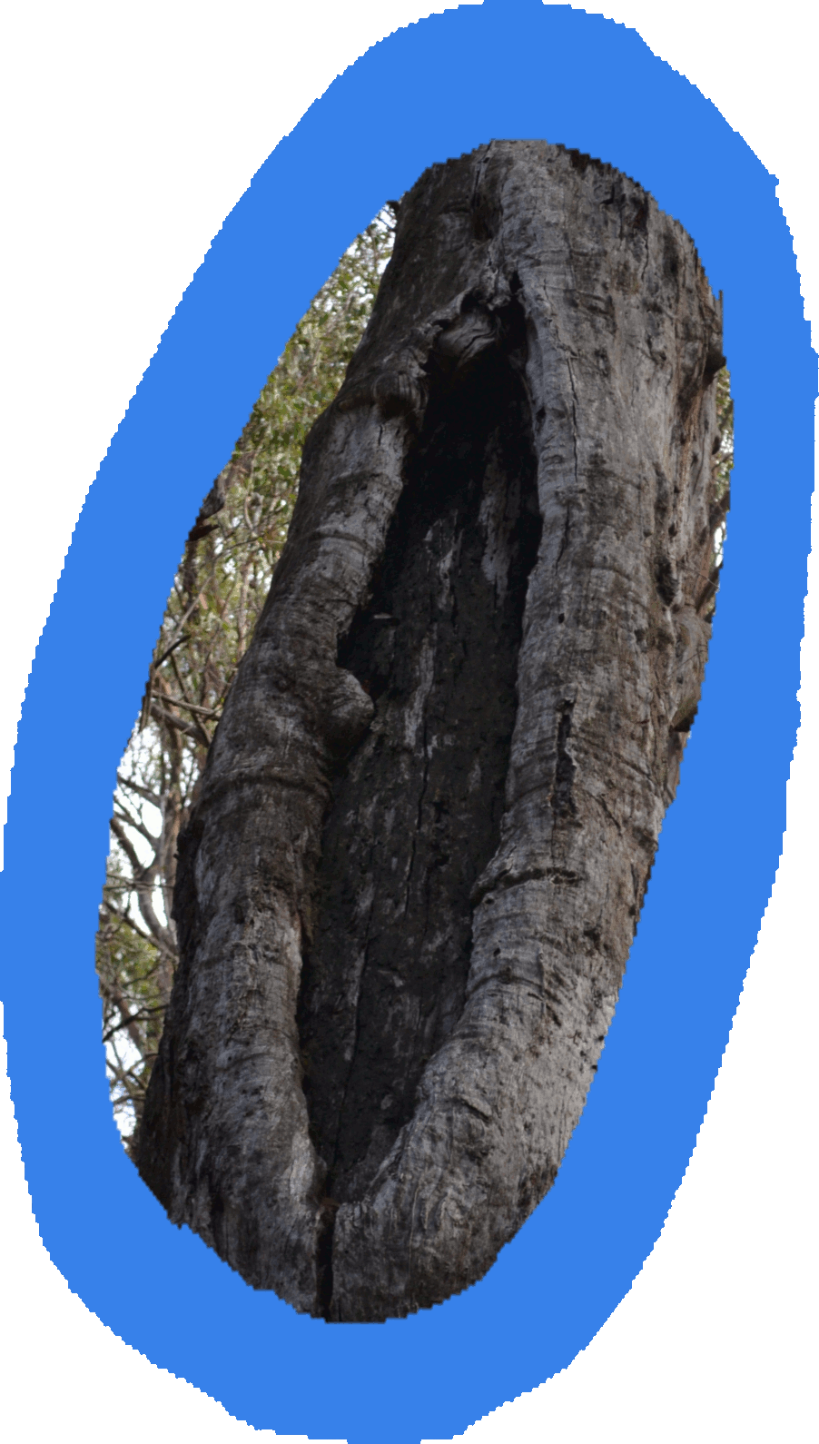 Scar Trees