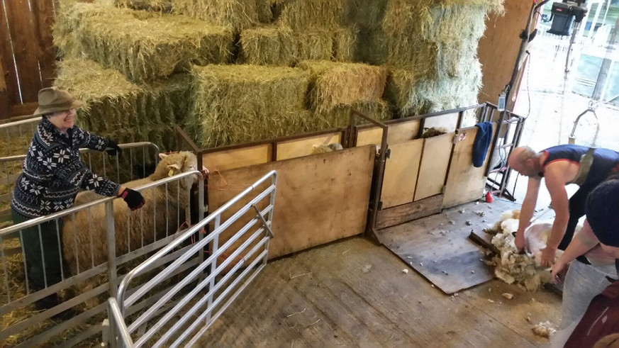 We shear twice a year – ~6 weeks before lambing and then again before the summer heat hits. Sadly, wool is no longer considered a premium product and it costs us more to shear and ship the wool for processing than the $ we get in return. This said, shearing is important – it makes for better lambing and keeps ewes cool(er) in the summer. We are always grateful when Pieter de Mooy from @LastSideShearing comes to the farm!