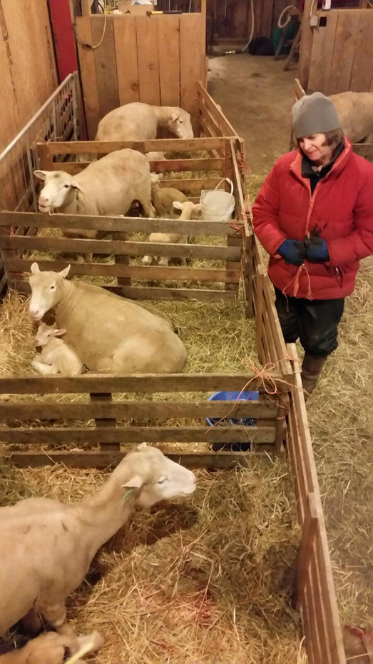 Our flock of Polled Dorsets evolved from a Horned Dorset flock originally started by Violaine’s grandfather, Geoffrey Harris Mitchell in the 1950s. We currently number 60 purebred, unregistered polled Dorset ewes with a goal to increase the flock to 70-80 ewes over the next few years. Our flock lambs in December (suits off-farm work schedule and takes advantage of Dorsets' year round breeding cycle.) We keep 30% of ewes for both sale and breeding in the flock. We put an emphasis on easy lambing so any lambs that cannot be born unassisted are not retained. Our goal is to intervene in less than 5% of all lambings.