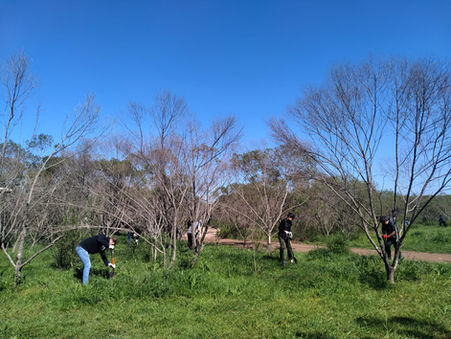 Salesforce y Semana del Árbol unidos en la plantación de 100 ejemplares de árboles nativos