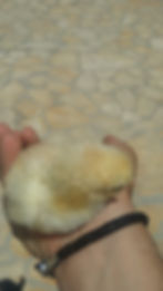 Pulcino