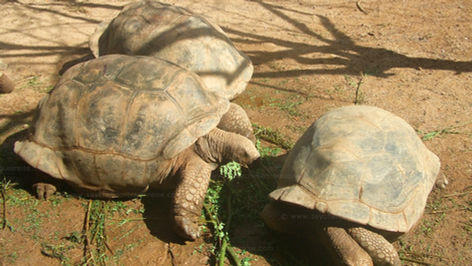 seychellen schildkröten