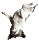 Mustardfloat.png