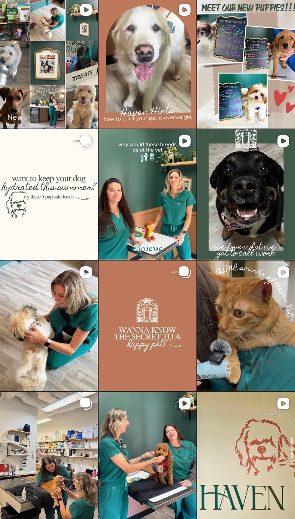 Veterinarian