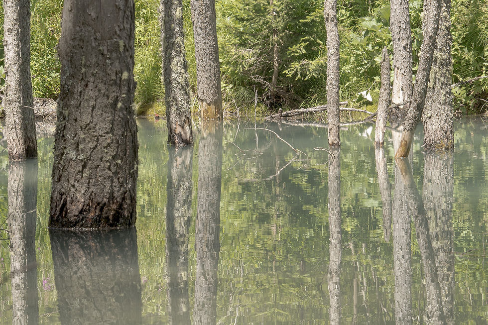 Le même cliché d'arbres immergés dans les Alpes italiennes, sévèrement recadré