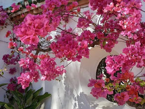 What Spanish Flowers can I use for my Wedding?