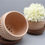 Thumbnail: Radiant Planter