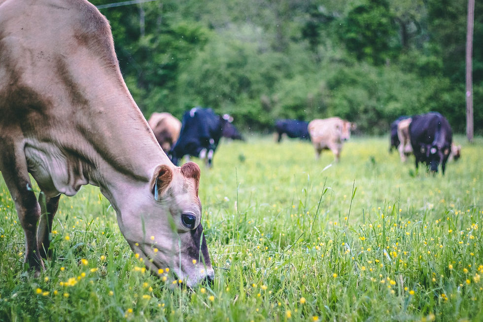 Located near Chatanooga, Tenn., Sequatchie Cove Creamery