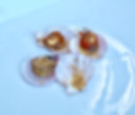 Steamed scallops placed on half the shell and drizzled with Garlic and chilli butter