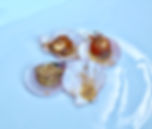 Steamed scallops placed on half the shell and drizzled with Garlic and chilli butter