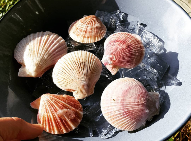 Photos and Videos West Coast Wild Scallops