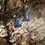 Miniature : Boucles d'oreilles chauve souris bleu