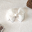 Thumbnail: Serene White Bow Crow Clip | Set of 3