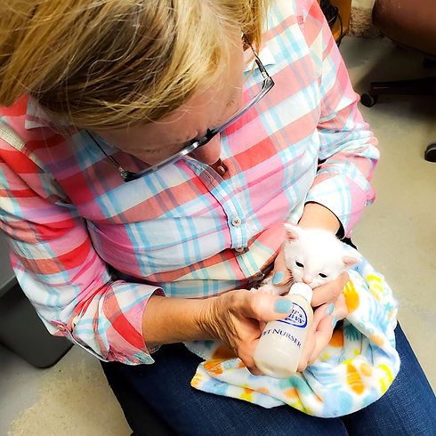 Bottle-Feeding-Neonatal-kitten-volunteer.jpg