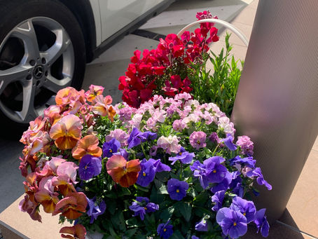 桜が綺麗な春🌸