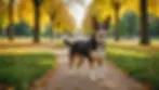 Eye-level view of a dog exploring a vibrant park during a walk