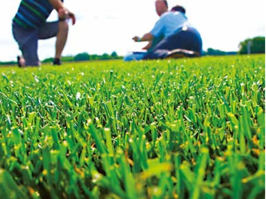 Sličica: Travna mešanica PS-54 za suha območja