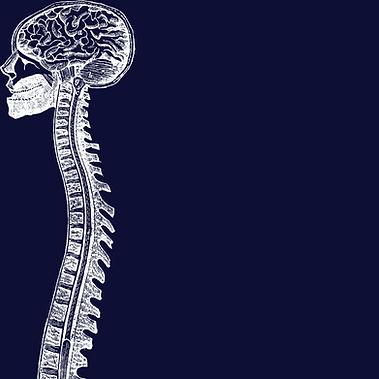 Reflexologie cranio sacré.png