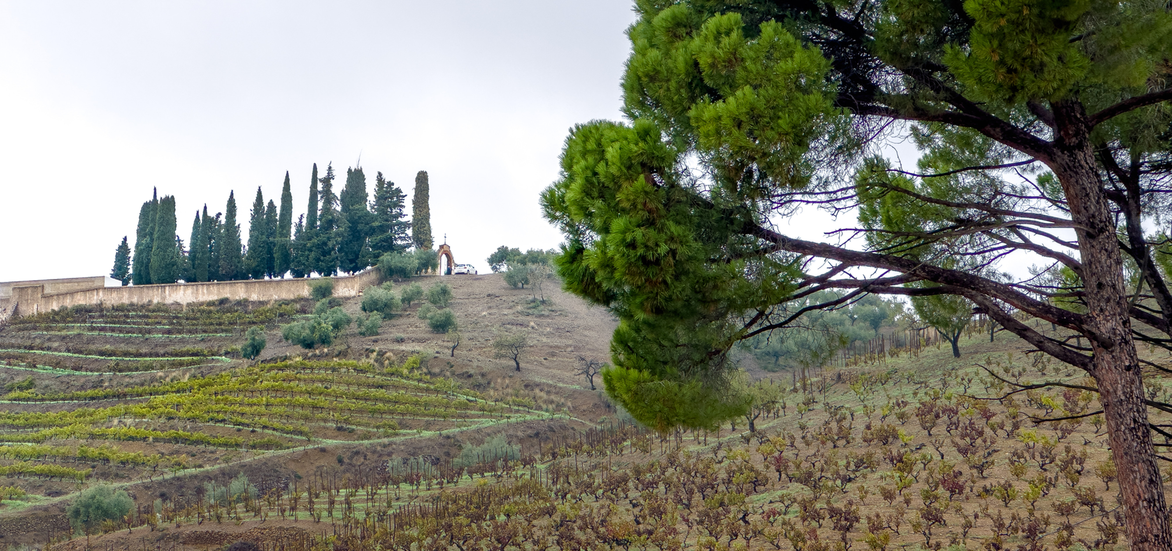 Campo de viñedos en El Masroig