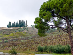 Camino en El Priorat