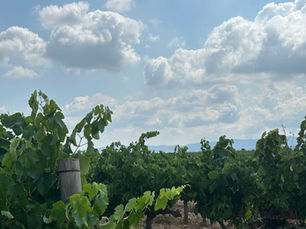 Viñedos en El Masroig