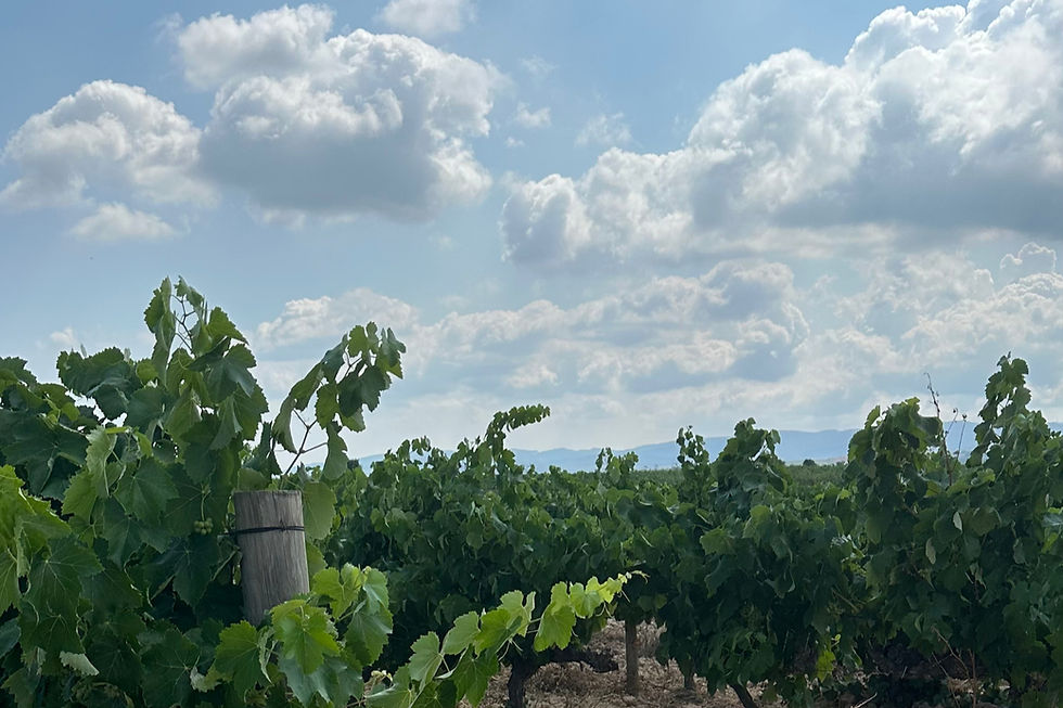 Viñedos en El Masroig, El Priorat