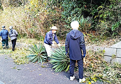 歩行に危険な熱帯植物”ユッカ”をすべて伐採