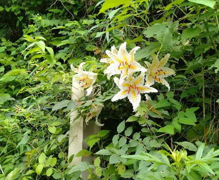 今泉台緑地ボランティア：散在ガ池森林公園のヤマユリ復活とクリーン活動にご協力を！