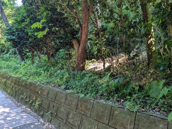 整備前。草ぼうぼうで枯れ枝や草だらけ