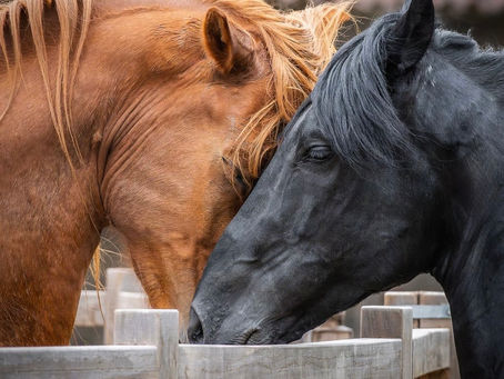 Paso Horses at Wayra Ranch at Sol y Luna Peru