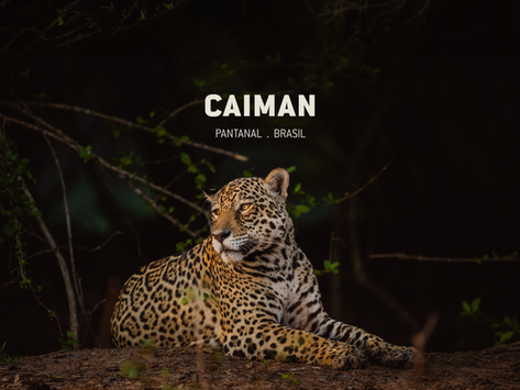 The Big 5 of Caiman