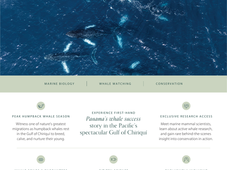 Whale Weeks at Islas Secas