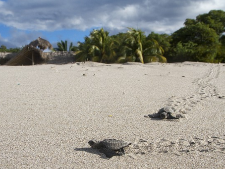 Sea Turtles @ Morgan's Rock Nicaragua