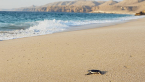 Oman is Calling with Arabian Adventures