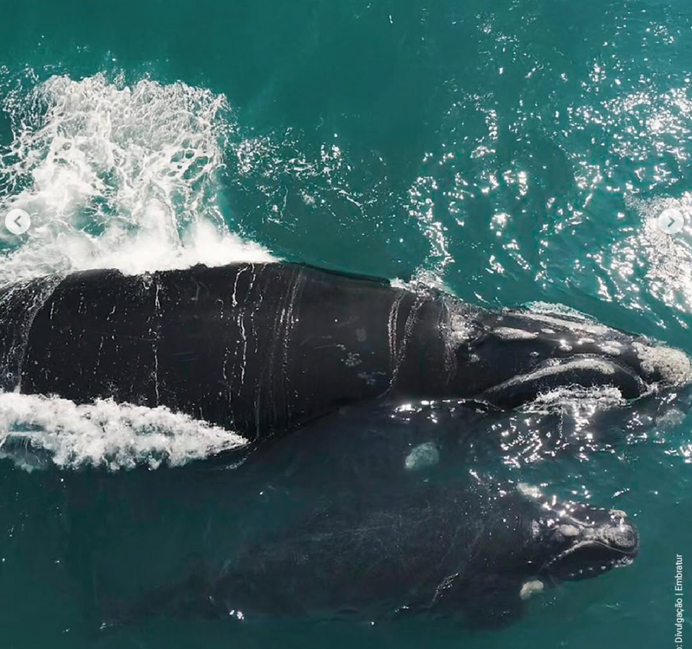 Whale Season with Blumar Brazil
