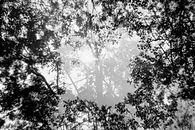 Luz E Intuición.jpg