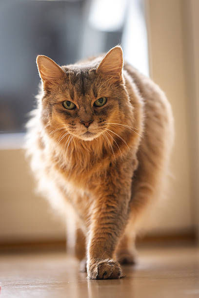 istockphoto-2228218281-612x612.jpg