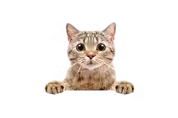 Hauskatze während einer liebevollen Katzenbetreuung in Münster